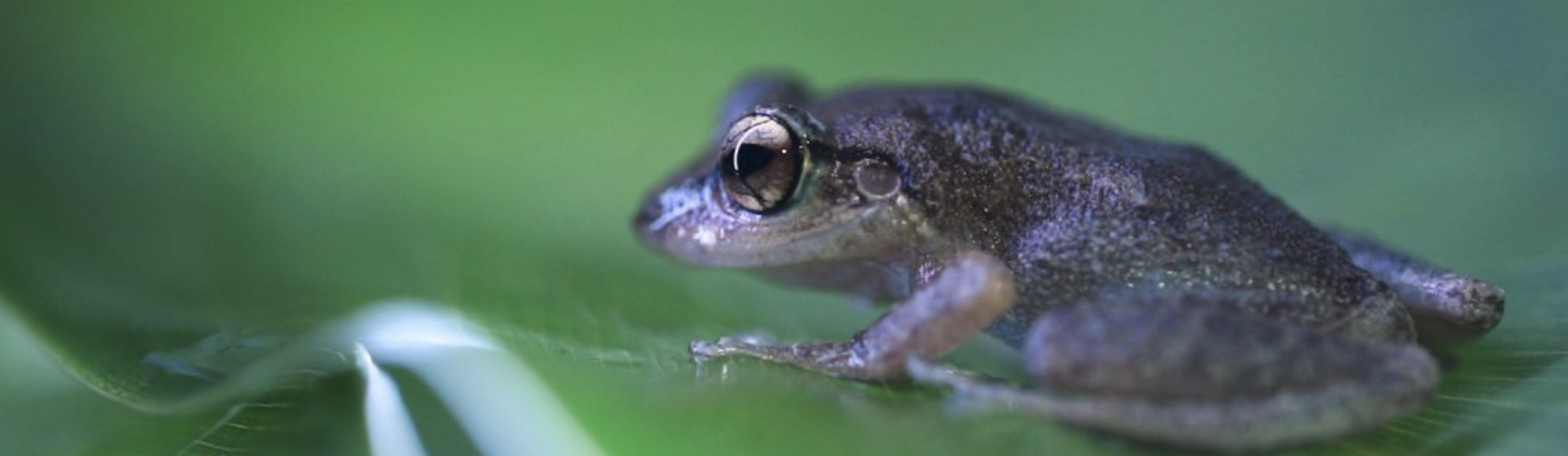 Puerto Rican coqui frog on leaf